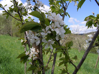 Sauerkirschblüte Obstmanufaktur Greiner