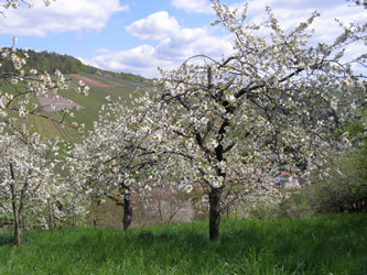 Kirschblüte Obstmanufaktur Greiner